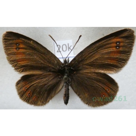 Erebia oeme (Hübner, 1804) Bulgaria20k